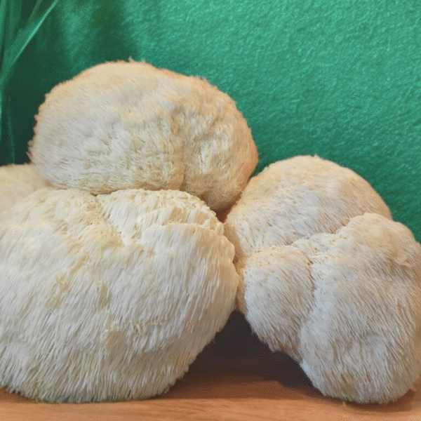 Family Pack 1.2 kg, Ciuperci Coama Leului